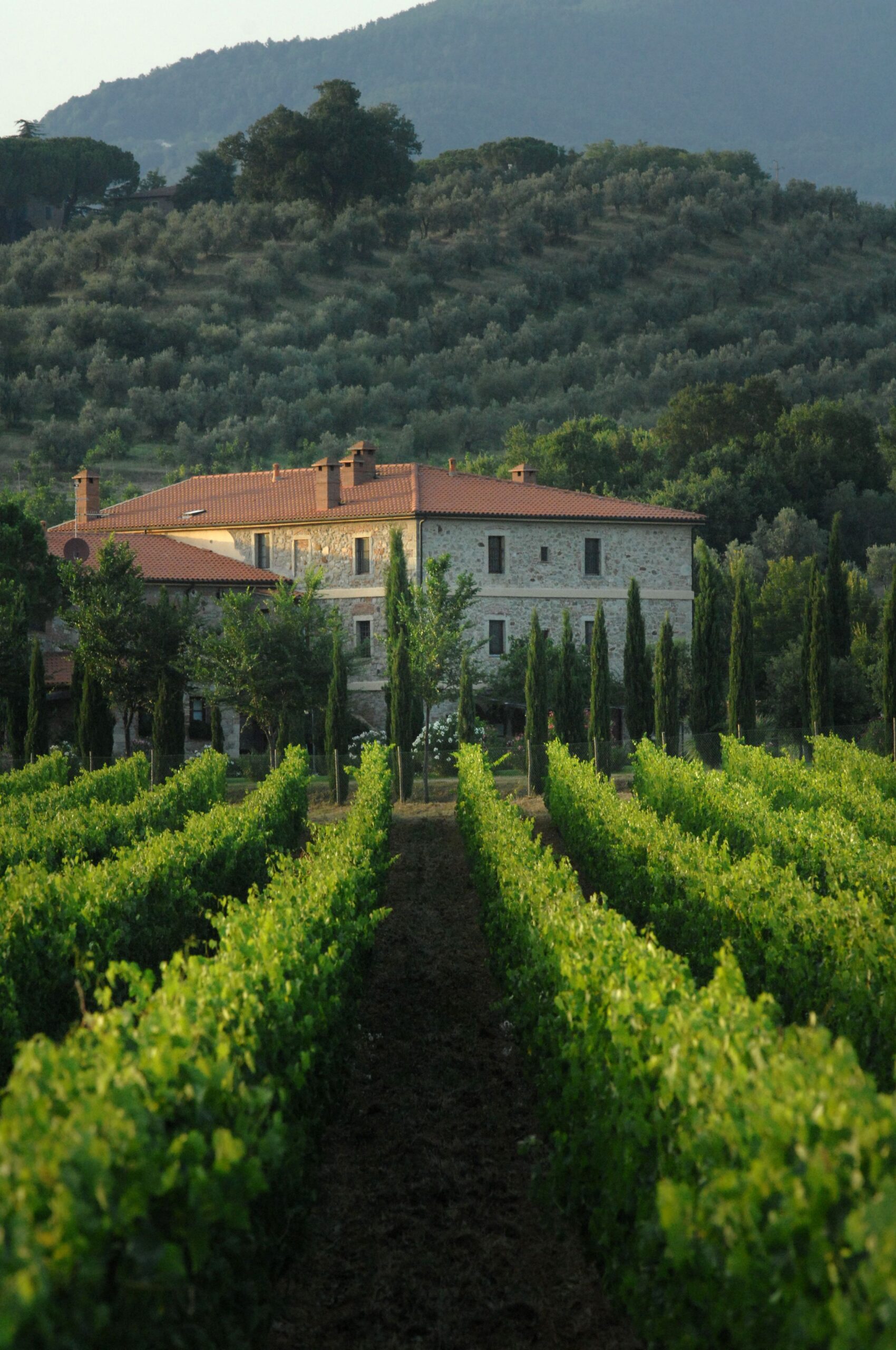 la località maremmana del vino sassicaia